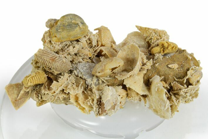 Miniature Fossil Cluster (Ammonites, Bivalves) - France #349385